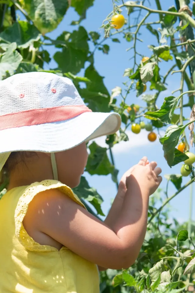 子供たちの収穫体験