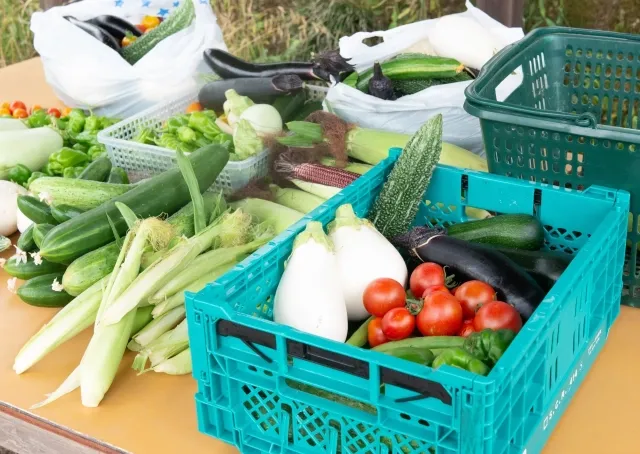 取れた野菜達